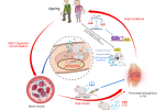 research team at state key laboratory of quality research in chinese medicine (m.u.s.t.) uncovers the etiology behind the elevated incidence of rheumatoid arthritis in middle-aged and elderly populations